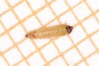 Ectoedemia