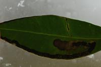 Acalyptris minimella