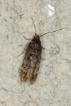 Bryotropha affinis