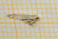 Coleophora versurella