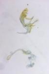 Bryotropha affinis