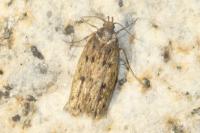 Hofmannophila pseudospretella