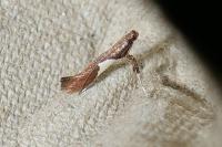 Caloptilia