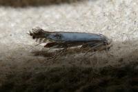 Lyonetia clerkella
