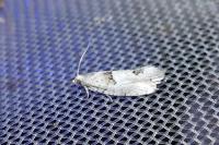 Epinotia bilunana