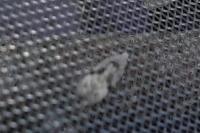Carpatolechia alburnella