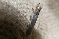 Lyonetia clerkella