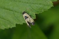 Neocochylis dubitana