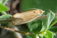 Celypha rufana