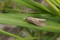 Epiblema grandaevana