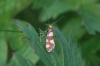 Lampronia rupella