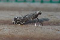 Parornix torquillella