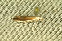 Coleophora saturatella