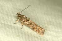 Teleiopsis diffinis