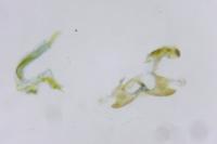 Coleophora saturatella