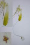 Teleiopsis diffinis