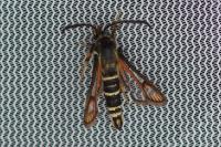 Bembecia scopigera