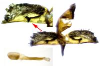 Bembecia scopigera