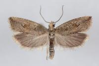 Bactra lancealana