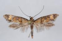 Epermenia pontificella