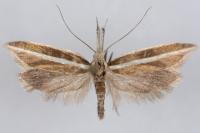 Pleurota aristella