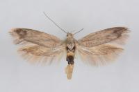Scythris inertella