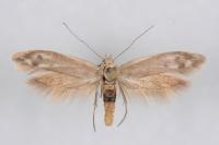 Scythris inertella
