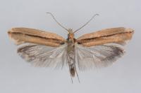 Ypsolopha ustella