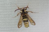 Sesia apiformis