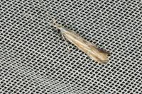 Coleophora pulchripennella