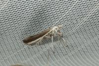 Coleophora saturatella