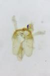 Aproaerema vinella