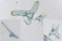Elachista chrysodesmella
