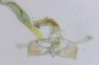 Coleophora pulchripennella