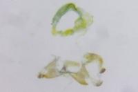 Coleophora saturatella