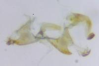Coleophora saturatella