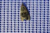 Celypha lacunana