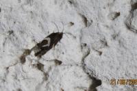Epiblema foenella