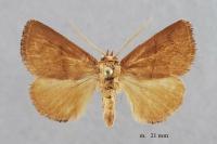Hoyosia codeti