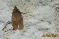 Pandemis heparana