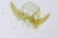 Zimmermannia longicaudella
