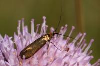 Nemophora metallica