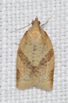 Clepsis consimilana