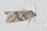 Cnephasia