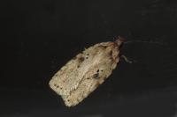 Agonopterix arenella