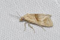 Cochylimorpha straminea/alternana