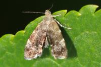 Anthophila fabriciana