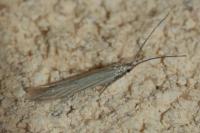Coleophora