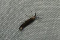 Coleophora