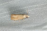 Dichrorampha acuminatana